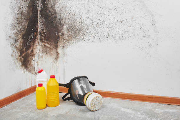 Best Attic Mold Removal  in Meadview, AZ