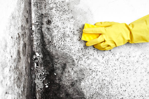 Best Black Mold Removal  in Meadview, AZ