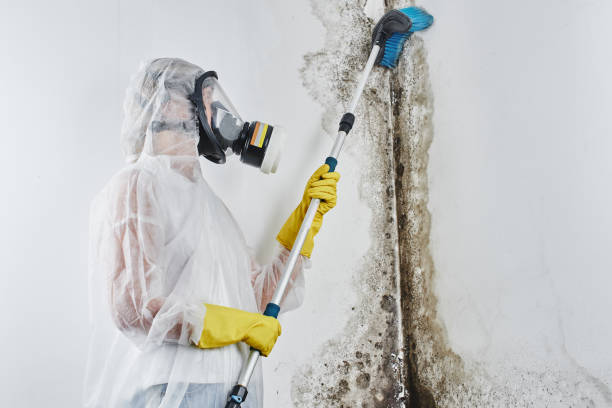 Best Office Mold Removal Services  in Meadview, AZ