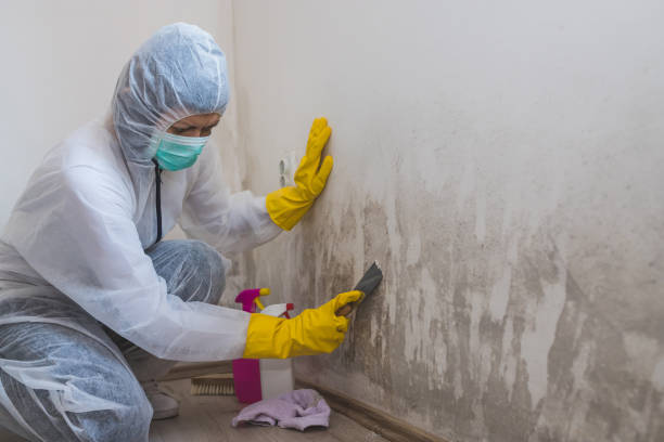 Best Certified Mold Removal  in Meadview, AZ