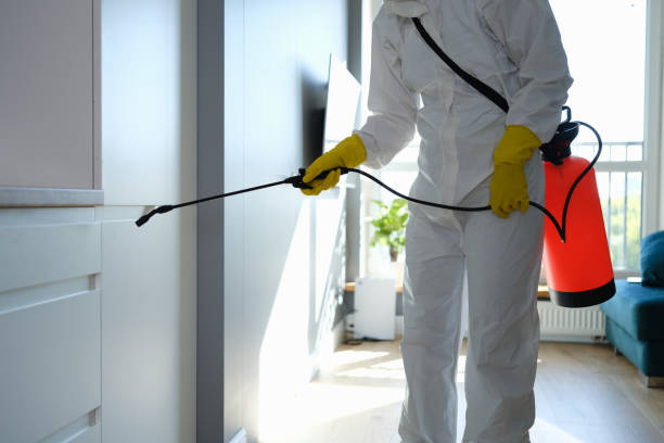 Best Mold Removal Near Me  in Meadview, AZ