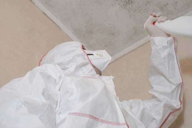 Best Best Mold Removal Companies  in Meadview, AZ