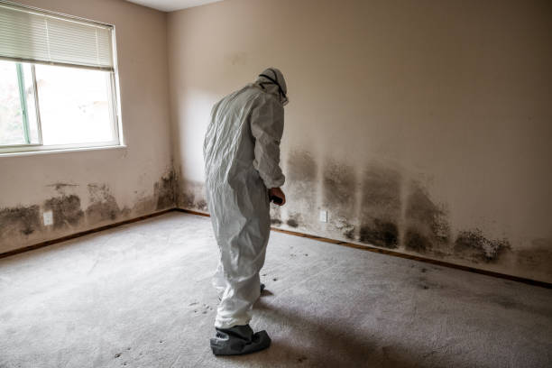 Best Mold Damage Repair  in Meadview, AZ