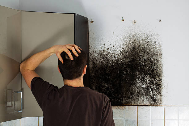 Best Professional Mold Removal  in Meadview, AZ